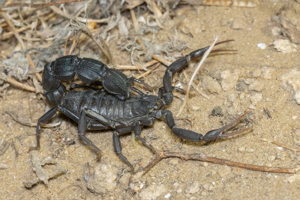 Black fat-tailed scorpion (bicolor) (Androctonus bicolor), photographed in the wild