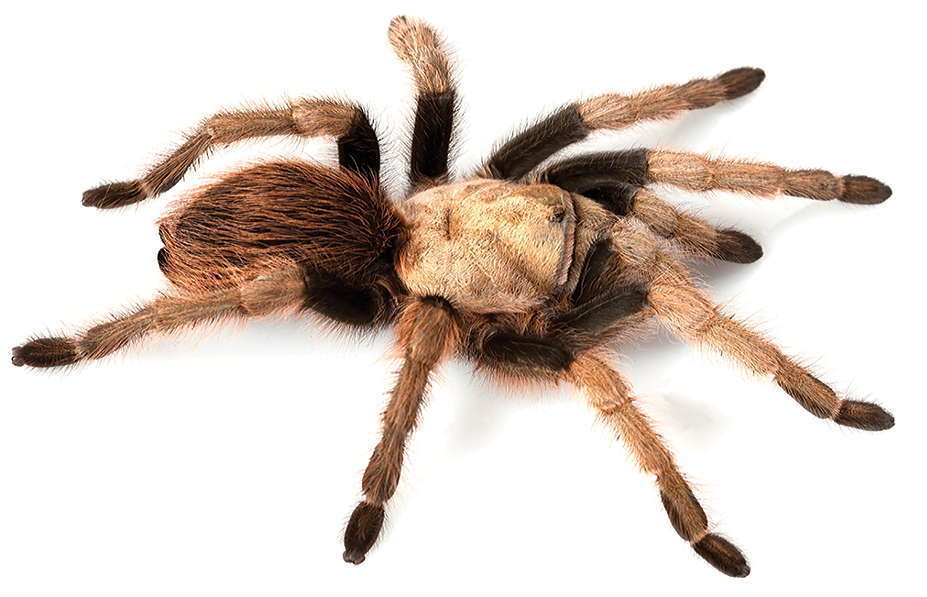 Arizona Blonde (Aphonopelma chalcodes), photographed in the wild