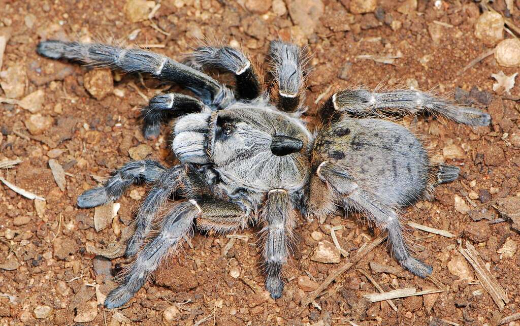 Rear-Horned Baboon Tarantula (Ceratogyrus darlingi), photographed in the wild