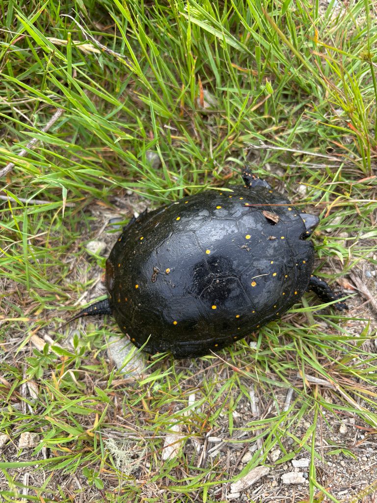 Spotted Turtle (Clemmys guttata), photographed in the wild