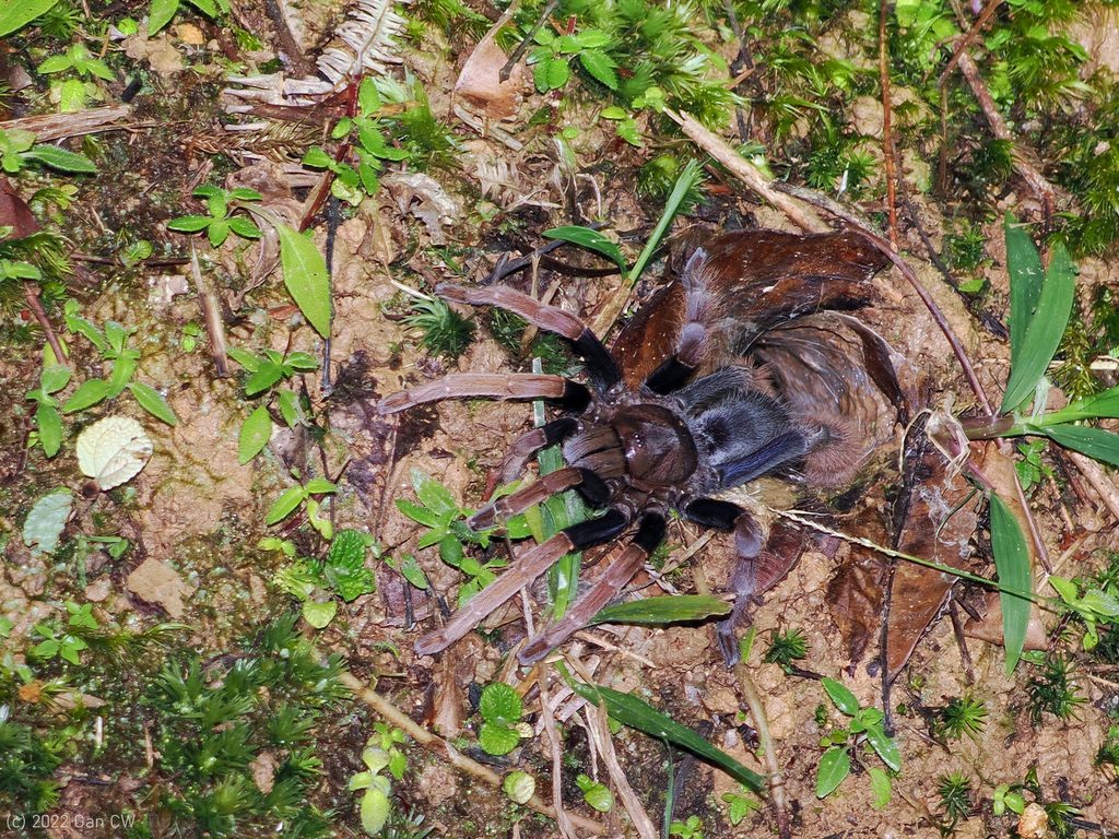 Malaysian/Singapore Brown Tarantula (Coremiocnemis hoggi), photographed in the wild