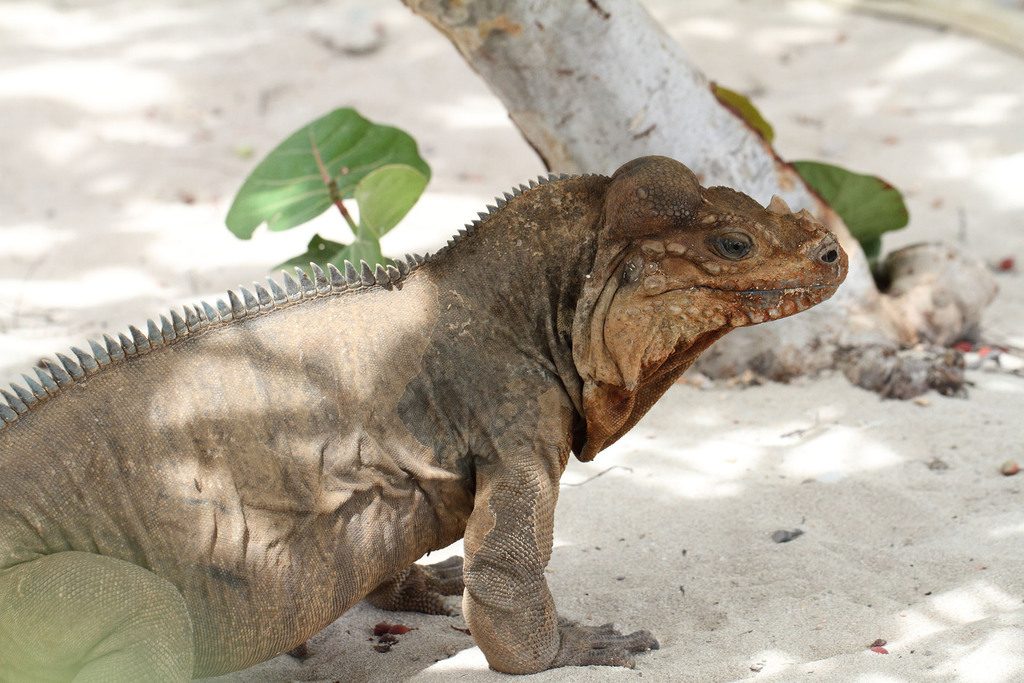 Rhinoceros Iguana (Cyclura cornuta), photographed in the wild