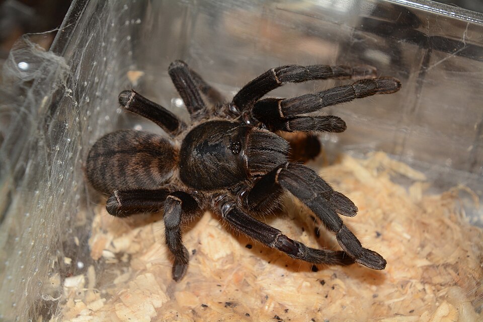 Vonwirth's Earth Tiger (Cyriopagopus vonwirthi), photograph