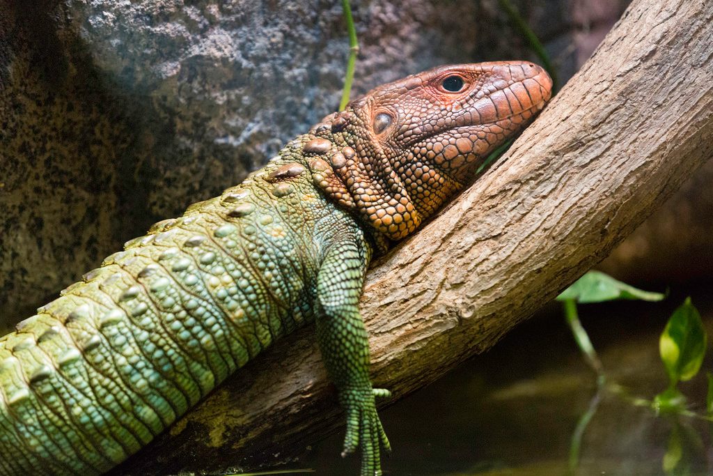 Caiman Lizard (Dracaena guianensis), photographed in the wild