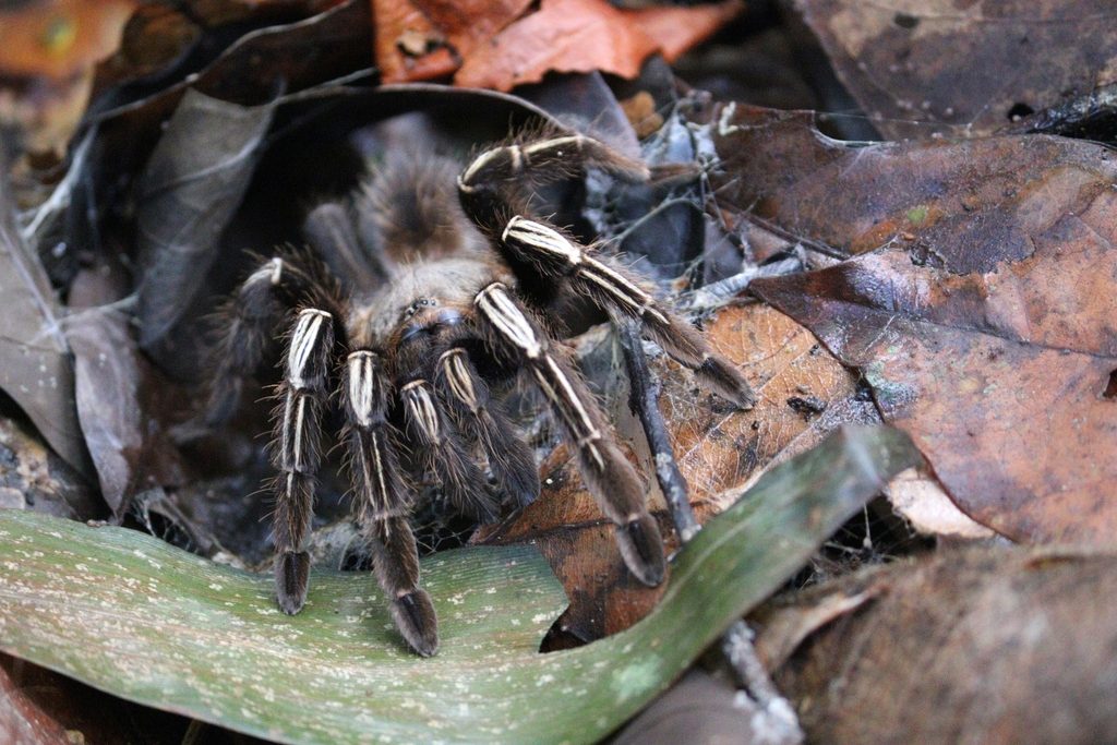 Skeleton Tarantula (Ephebopus murinus), photographed in the wild