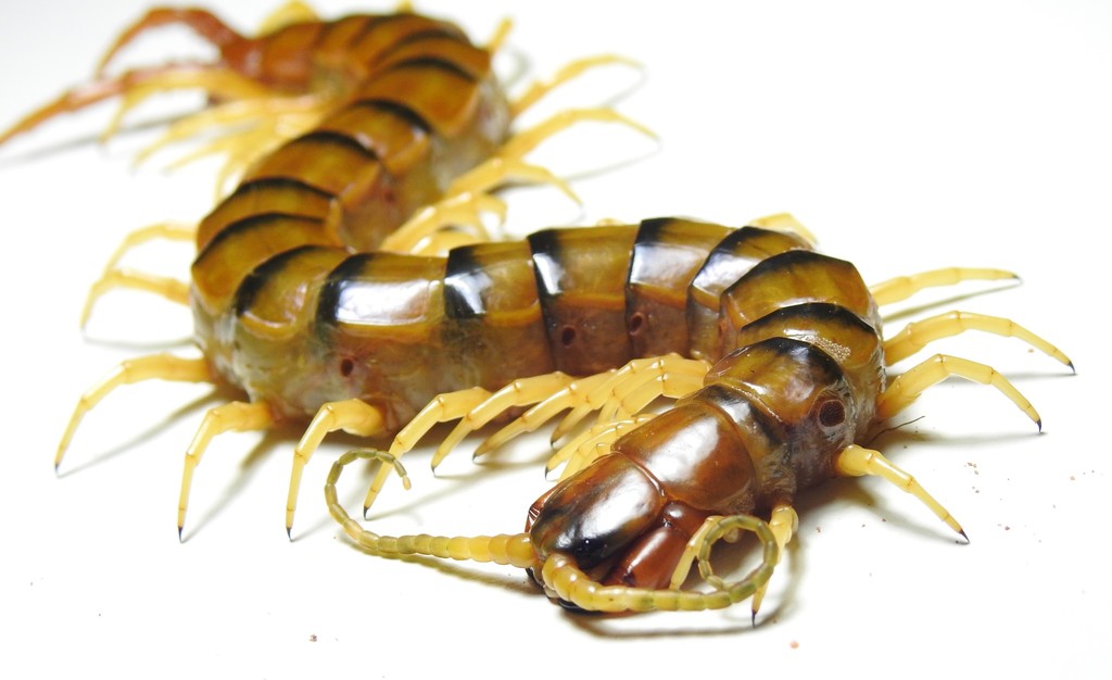 Australian Giant Centipede (Ethmostigmus rubripes), photographed in the wild