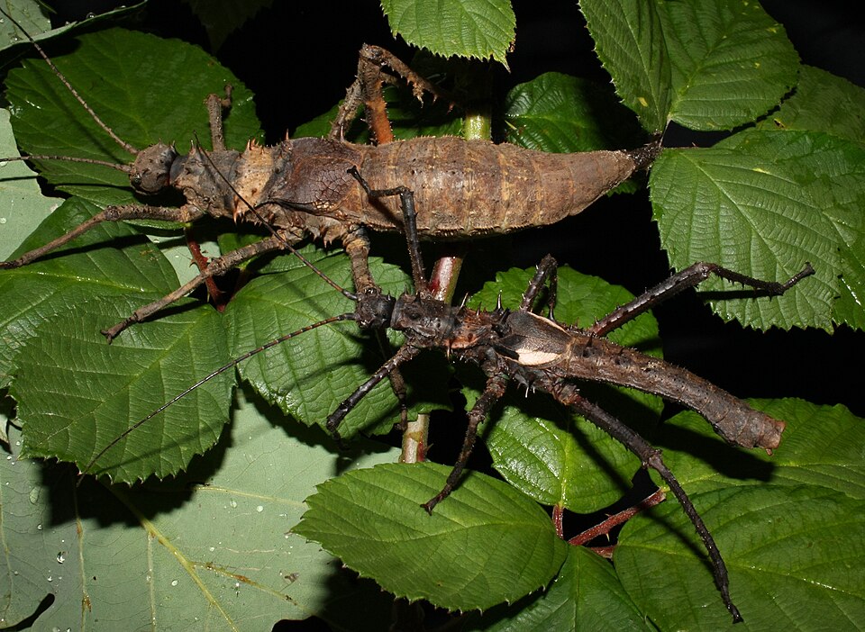 Haaniella / Bornean Spiny Stick Insect (Haaniella dehaanii), photograph