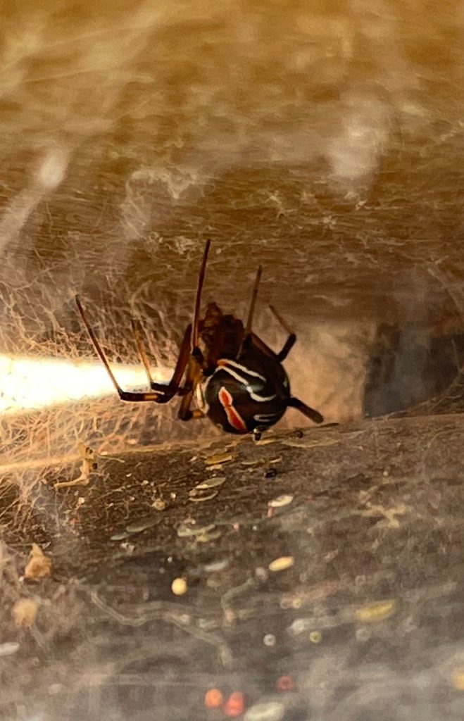 Western black widow (Latrodectus hesperus), photographed in the wild