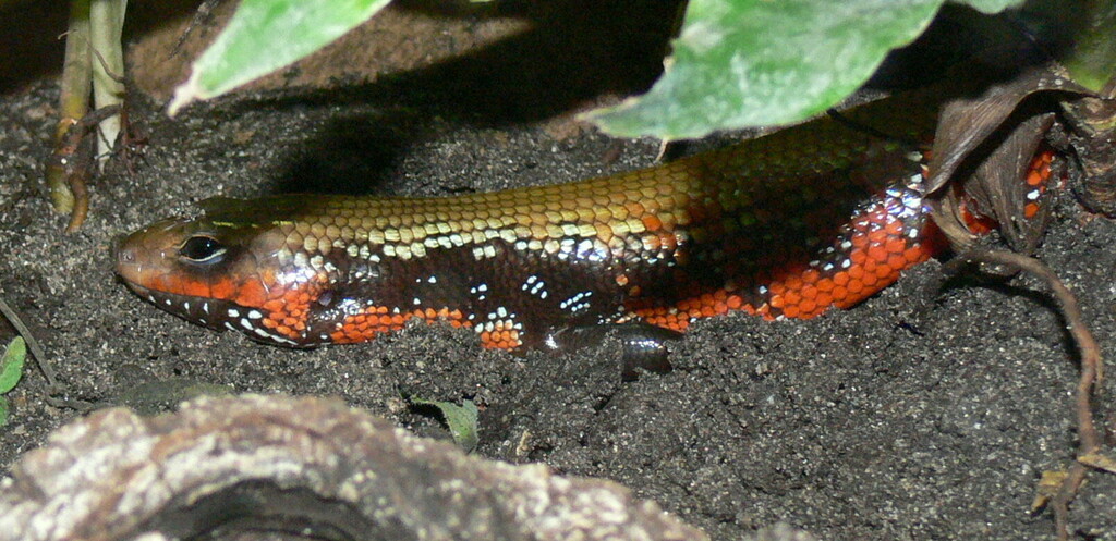 Fire skink (Mochlus fernandi), photographed in the wild