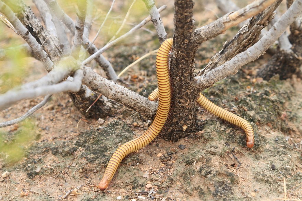 Sonoran Desert Millipede (Orthoporus ornatus), photographed in the wild