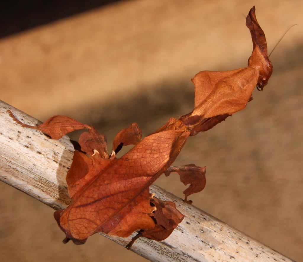 Ghost Mantis (Phyllocrania paradoxa), photographed in the wild