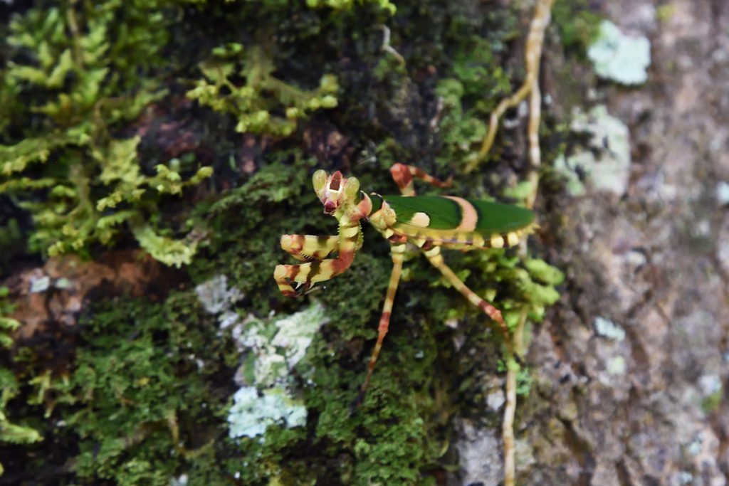 Banded Flower Mantis (Theopropus elegans), photographed in the wild