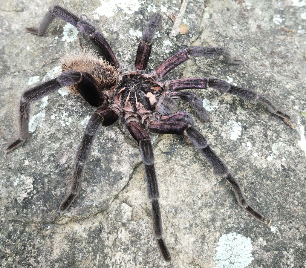 Colombian Lesserblack (Xenesthis immanis), photographed in the wild